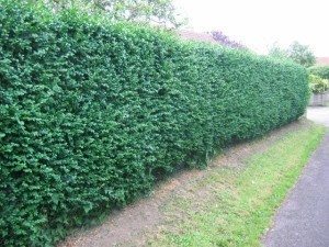 Buxus sempervirens (Box) hedge