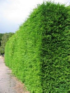 Leylandii Hedge