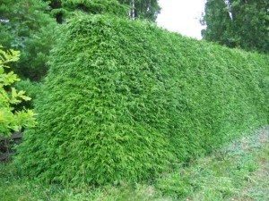 Thuja plicata hedge