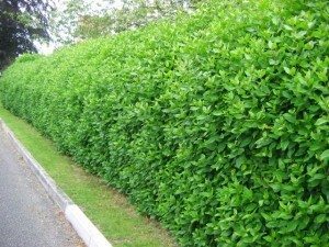 Viburnum tinus hedge