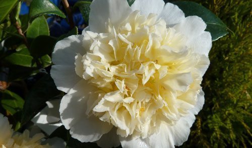 Camellia-Jurys-Yellow