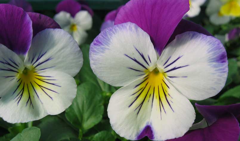 Winter Flowering Viola