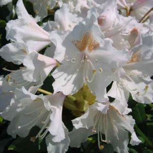 Rhododendron-Cunninghams-White