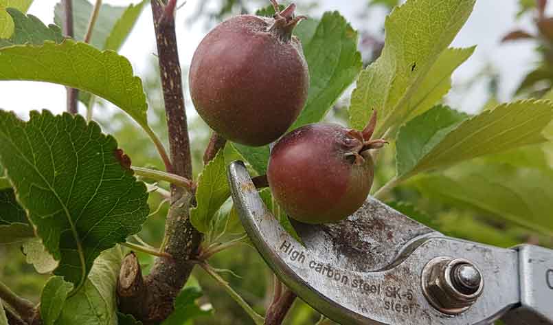 Apples-thinning