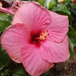 Hibsicus-longiflora-Pink