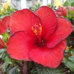 Hibsicus-longiflora-Red