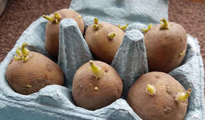 growing-Potatoes