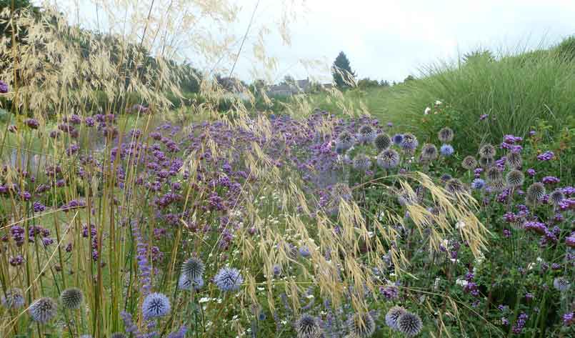 Grasses-in-a-mixed-herbaceous-border