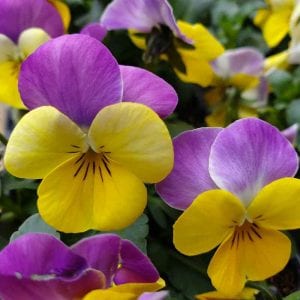 Spring-flowering Violas