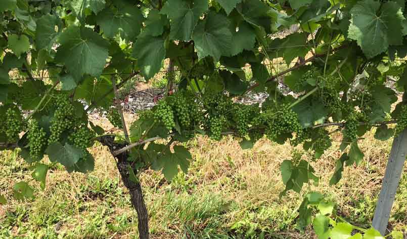 Hampshire-vines