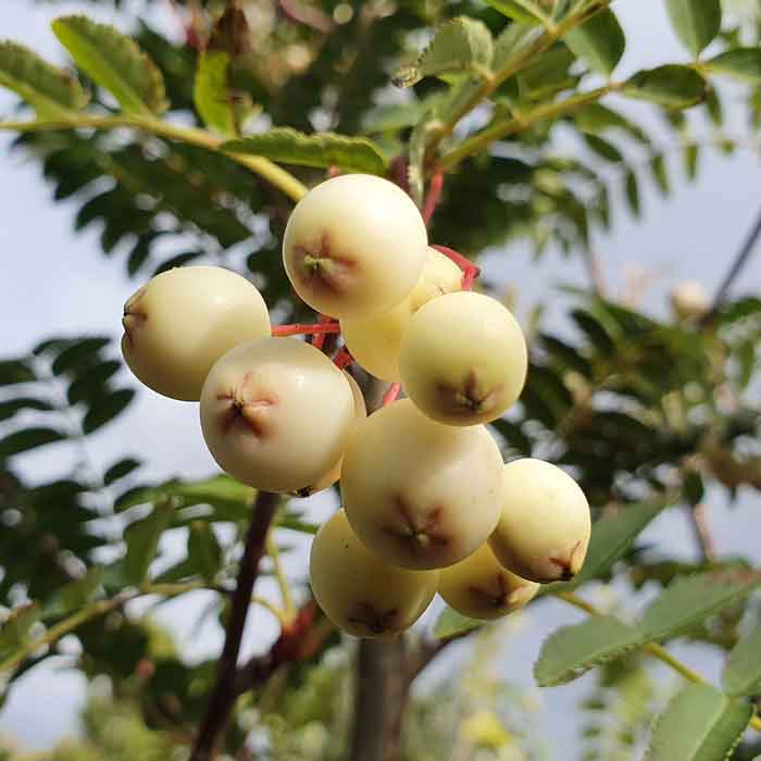 Sorbus-cashmiriana-berries
