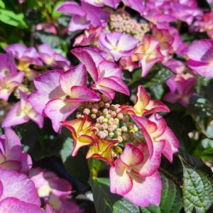 Hydrangea Tiffany Purple