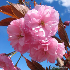 Prunus Kanzan Flowers